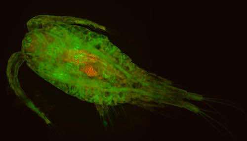 aurox confocal microscope Brine Shrimp Tiled Image_unity.jpg